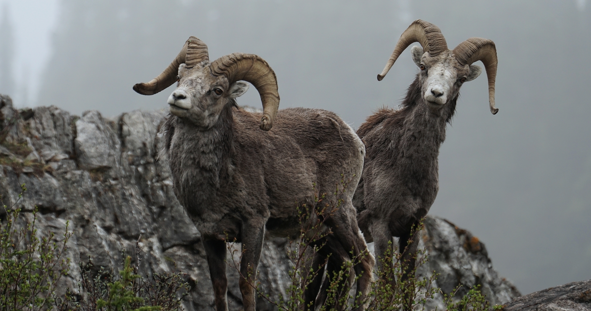 Two big horned sheep