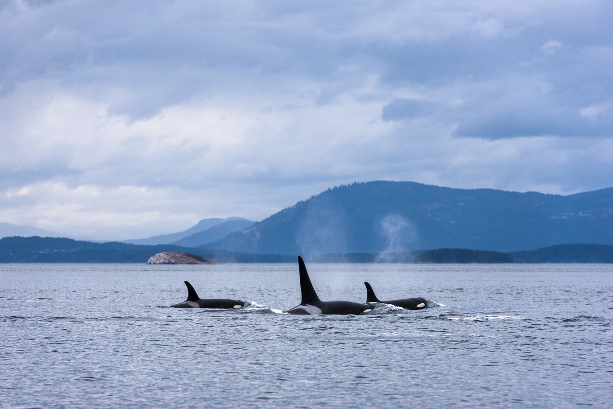 Three orcas swimming in the ocean, mountains are seen in the background.