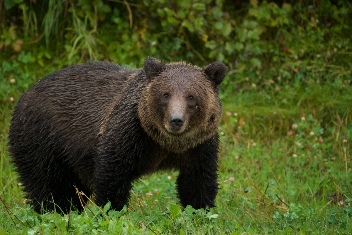 Young grizzly bear along the Alaska Highway.